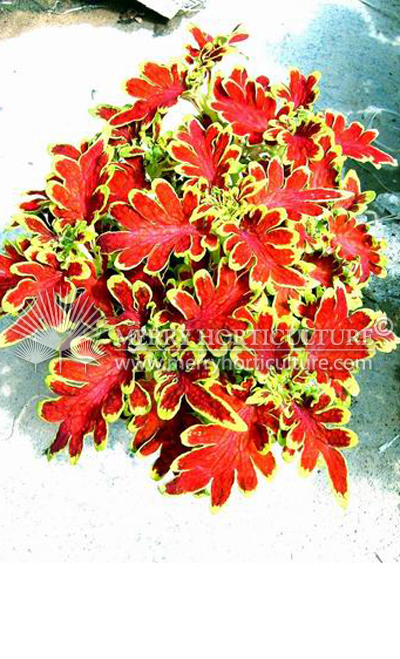 Coleus spp red